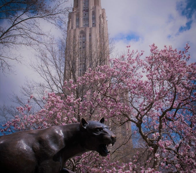 Photo of the Pitt Panther statue with the Cathedral of Learning in the background with pink blooming trees.