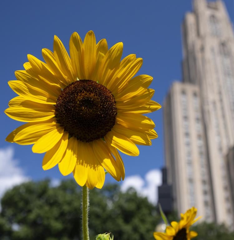 A sunflower grows on the Pitt campus.